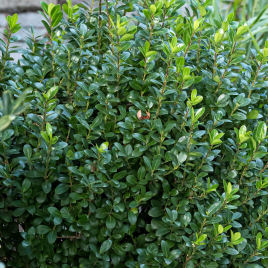 ilex crenata -jenny